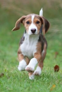 Deutsche Bracke – Temperament, Facts, Pictures, Breeds, Puppies