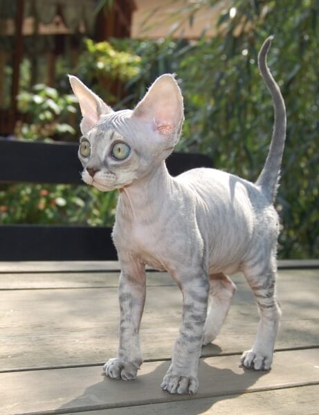 Devon Rex