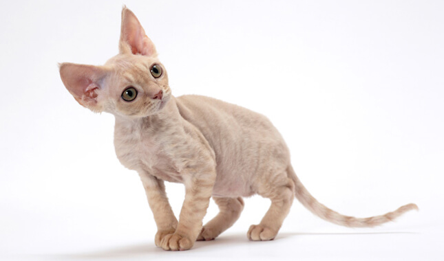 Devon Rex