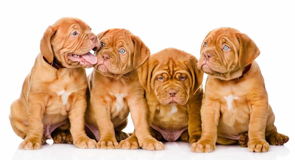 Dogue de Bordeaux