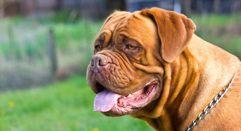 are dogue de bordeaux the most intelligent dogs