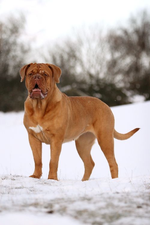 dogue de bordeaux cena