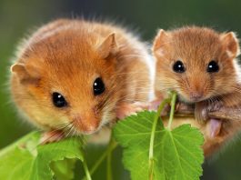 Dormouse