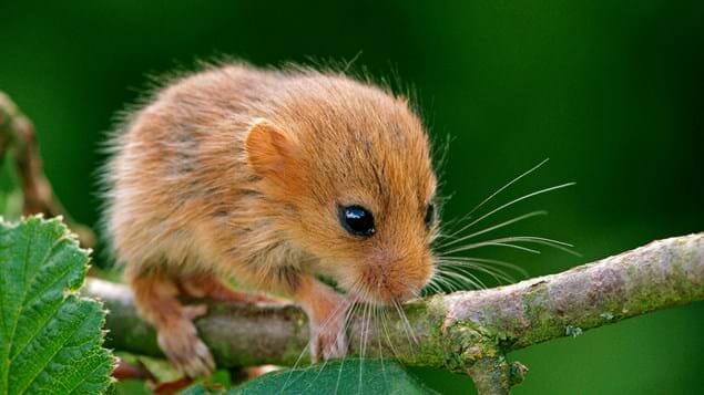 Dormouse