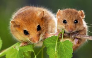 Dormouse – Facts, Habitat, Pictures, Diet