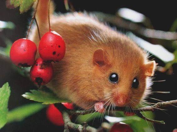 Dormouse