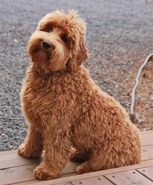 Double Doodle - Facts, Temperament, Puppies, Pictures, Information ...