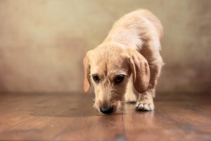 Doxie-Chon : Facts, Pictures, Habitat, Characteristics