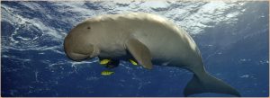 Dugong – Facts, Pictures, Habitat, Characteristics