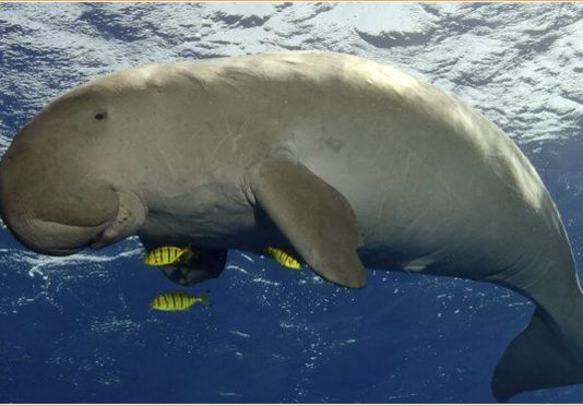 Dugong