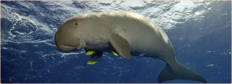 Dugong