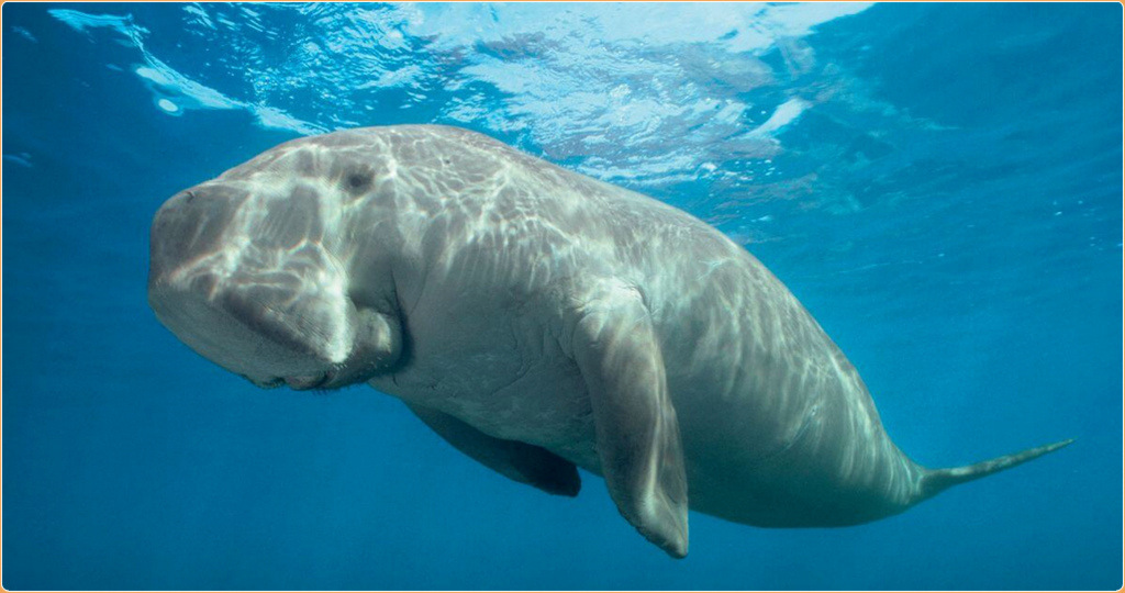 Dugong