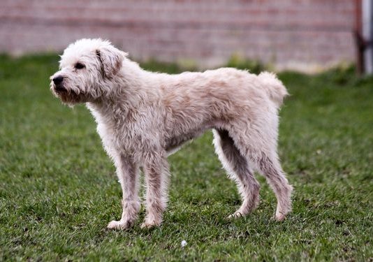 Dutch Smoushond