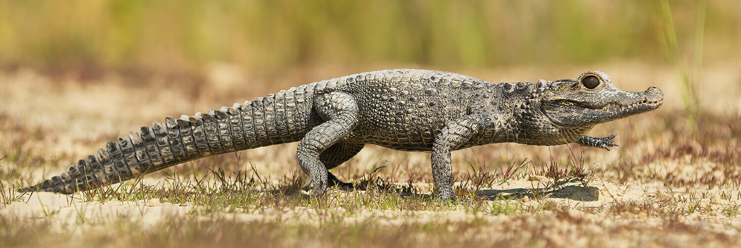 Dwarf Crocodile