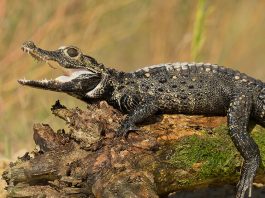 Dwarf Crocodile