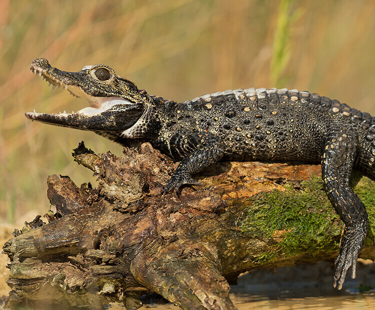 Dwarf Crocodile