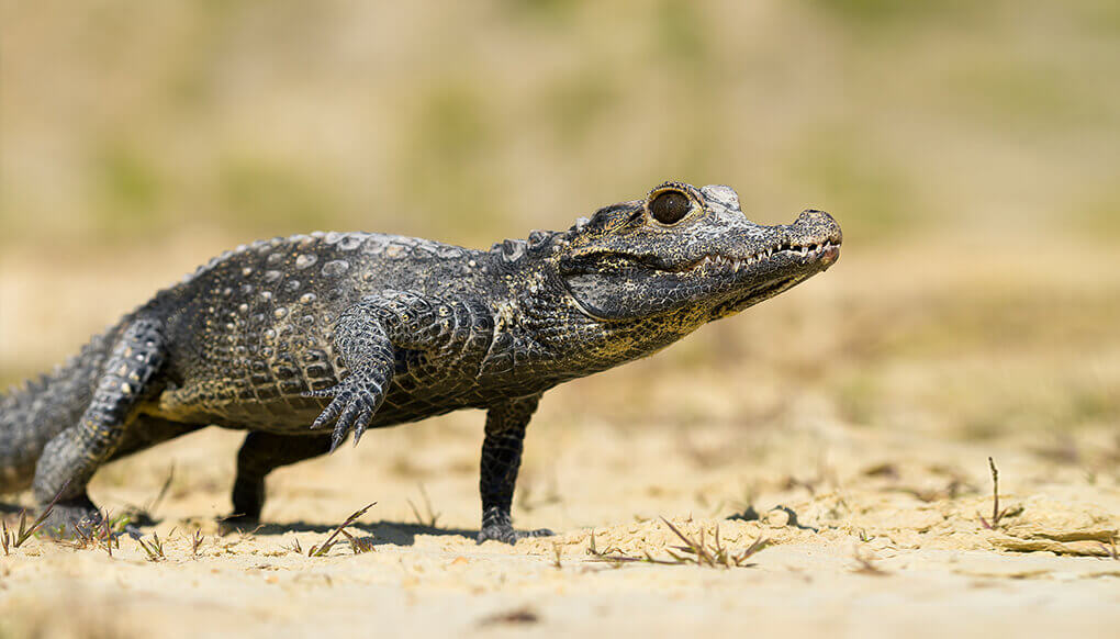 Dwarf Crocodile