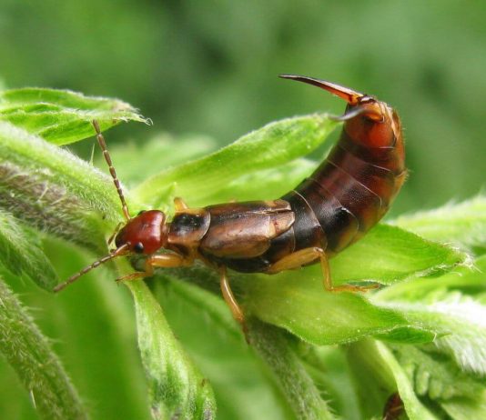 Earwig