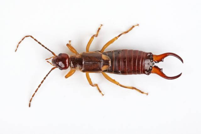 Earwig