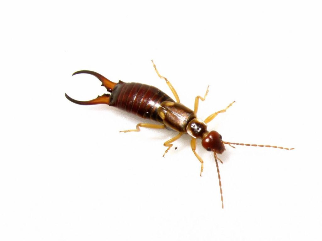 Earwig