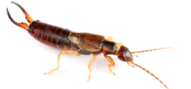 Earwig