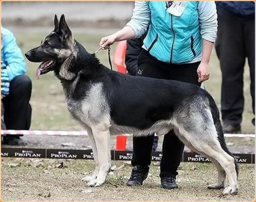 Are Eastern European Shepherd Dogs Rare In Us