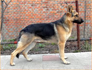 A Brief Description About East European Shepherd