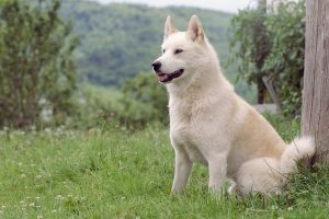 East Siberian Laika – Parenting Guide and Other Information