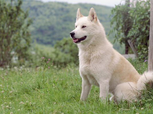 East Siberian Laika