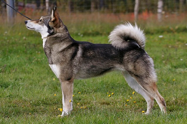 East Siberian Laika