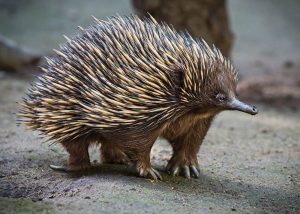 Echidna – The Most Weird and Interesting Mammal