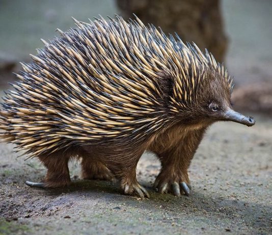 Echidna