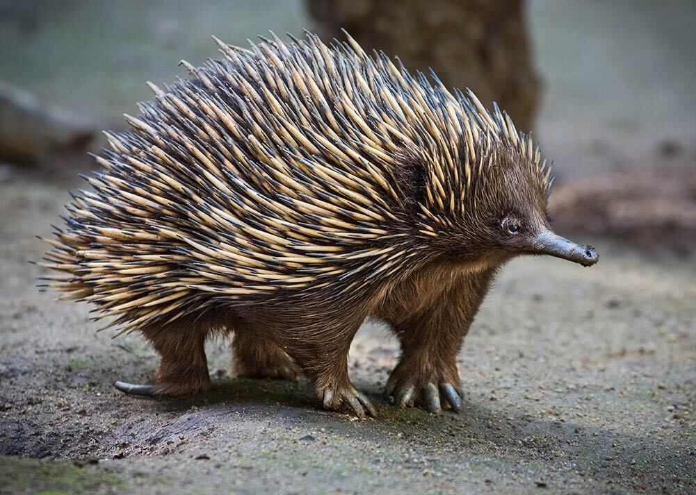 Echidna