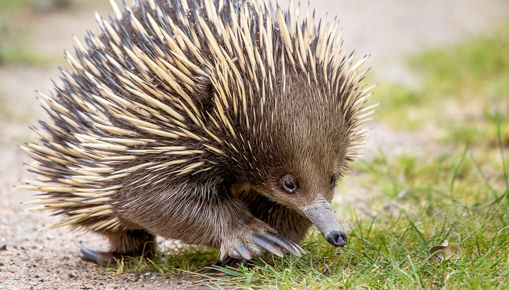 Echidna