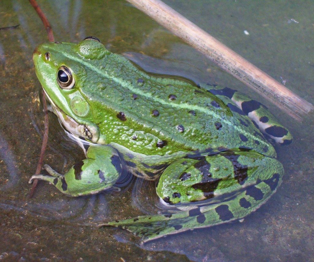 Edible Frog