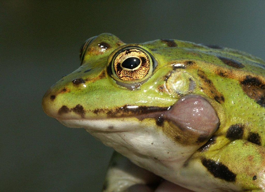 Edible Frog