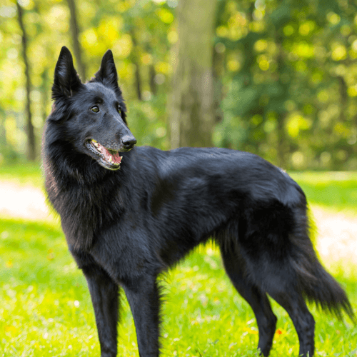 Belgian Sheepdog