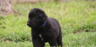 Belgian Sheepdog