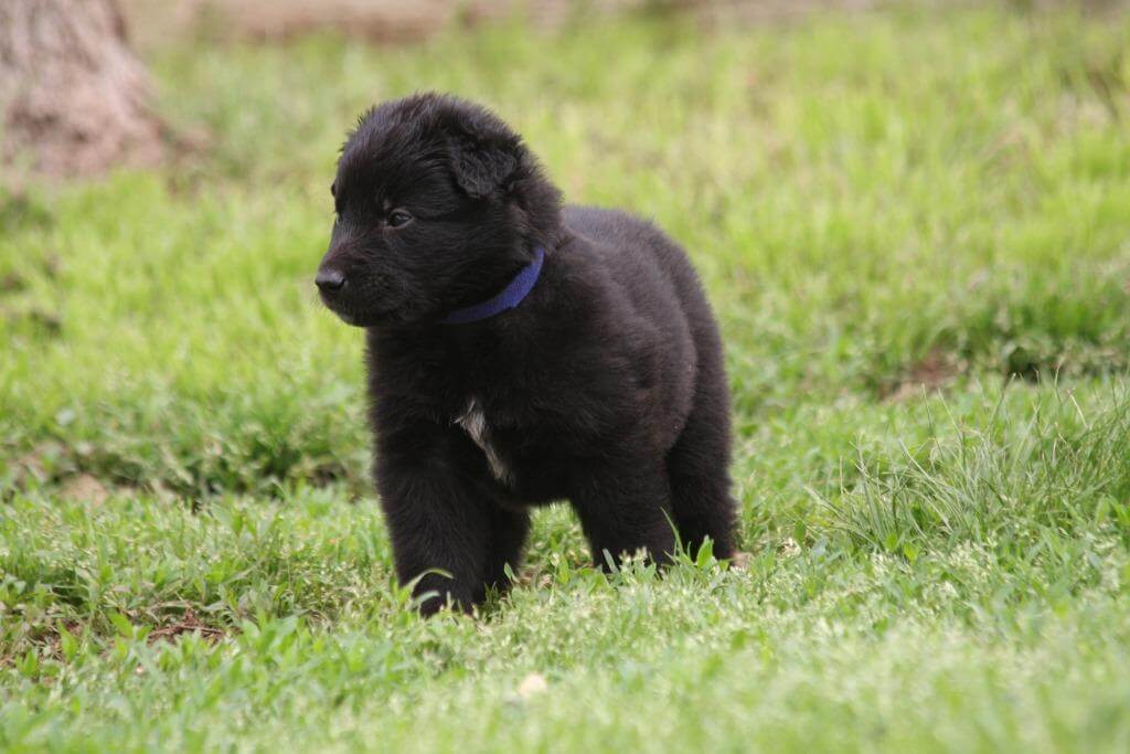 Belgian Sheepdog