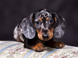 Own A Doxie-Pin And Get The Pride of Owning A Dachshund