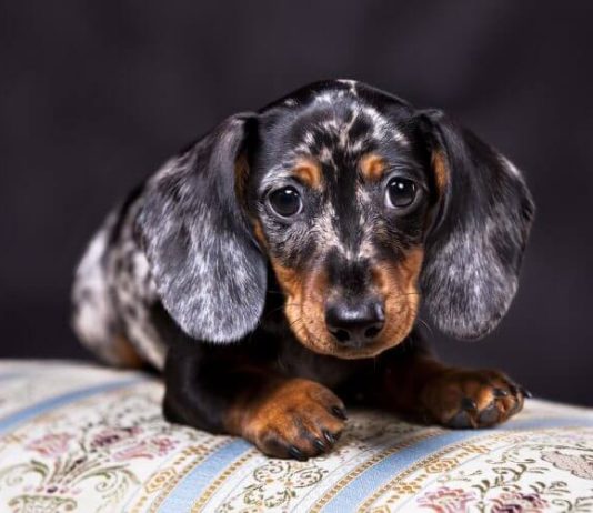 Doxie Pin