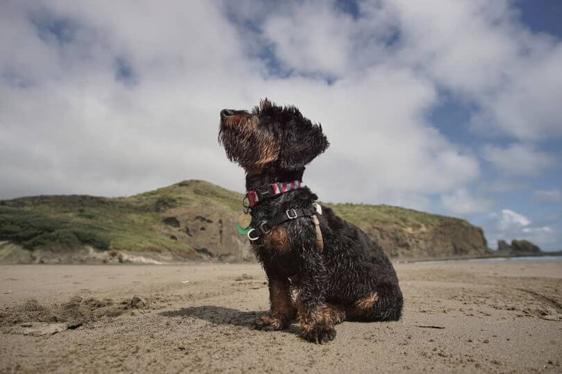 are doxiepoo the most intelligent dogs