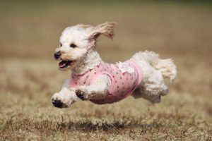 Doxiepoo – Puppies, Characteristics, Facts, Pictures, Temperament