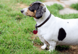 Doxle – Appearance, Temperament, Facts, Puppies, Breeders