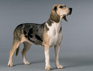 Dunker (Norwegian Hound) – Facts, Puppies, Breeders