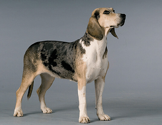 norwegian dunker hound