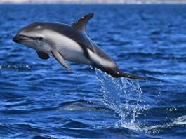 Dusky Dolphin