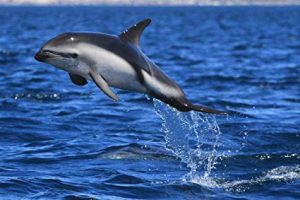 Dusky Dolphin – Facts, Pictures, Life Cycle, Lifespan, Habitat