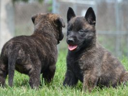 Dutch Shepherd