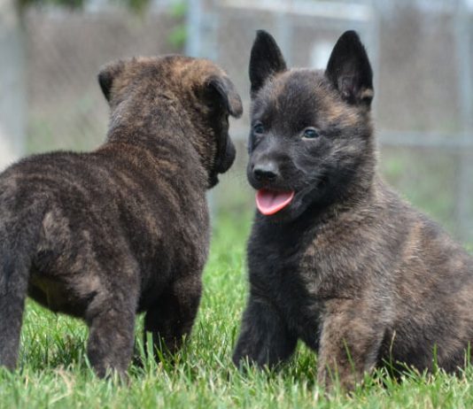 Dutch Shepherd